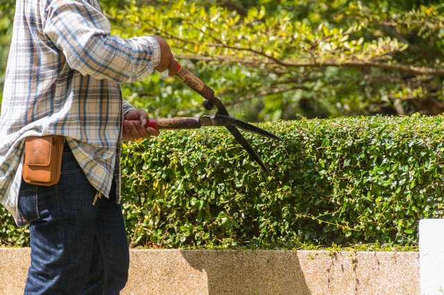 Garden Maintenance Tufnell Park, N19